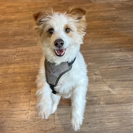 - The Niu, Hub Messe By Ihg Düsseldorf