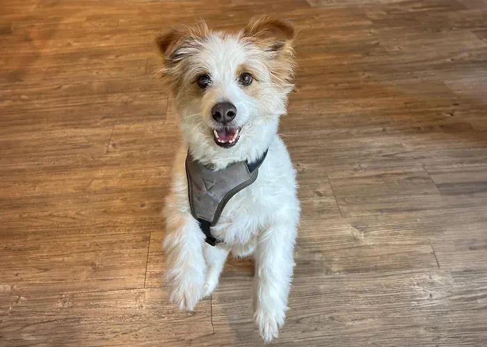 - The Niu, Hub Messe By Ihg 杜塞尔多夫